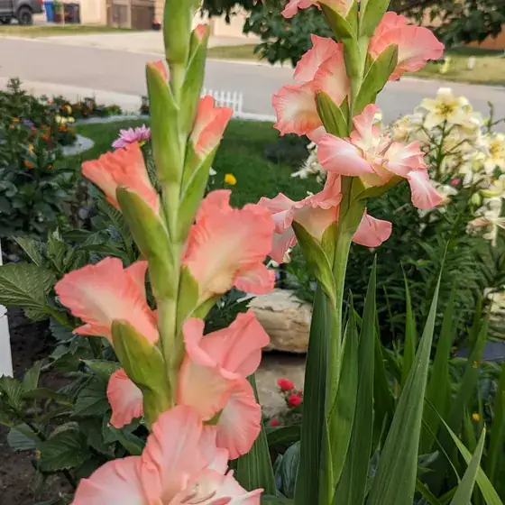 Tall pink gladiolus spikes flowering in the garden